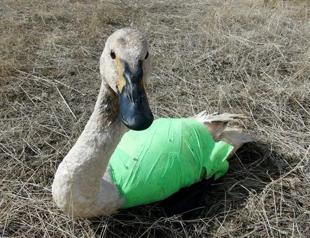 Turkey to introduce prison sentences for cruelty to animals