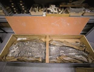 Human skeleton found in museum storage