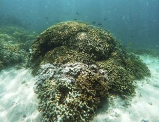 Global warming’s extreme rains threaten Hawaii’s coral reefs