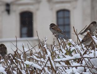 Winter arrives in Turkey as snowfall hits metropolises