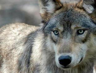 French zoo shut after pack of wolves escape