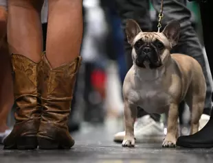 French Bulldogs topple Labradors as most popular US breed
