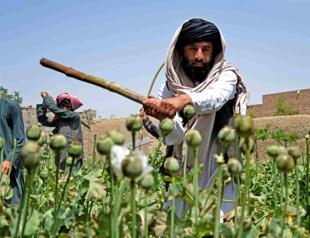 Poppy growth down 95 pct in Afghanistan since Taliban ban: UN