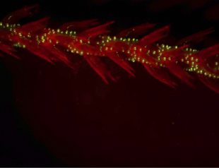 First glow-in-the-dark animals ancient corals deep in the ocean