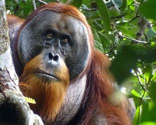 Malaysia plans to introduce orangutan diplomacy: minister