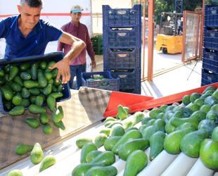 Türkiye’s avocado hub expects 150 million units in harvest