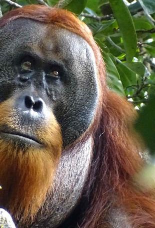 Malaysia plans to introduce orangutan diplomacy: minister