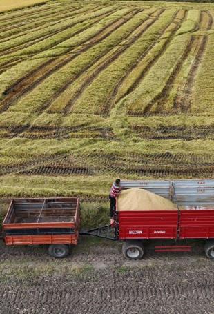 TARSİM pays out over $640 million in agricultural insurance claims