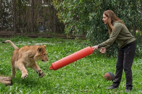 Rescued lion cub finds new home at İzmir wildlife park