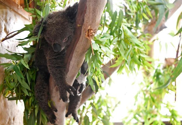 Koalas, wallabies endangered by Australia bushfires ecological disaster
