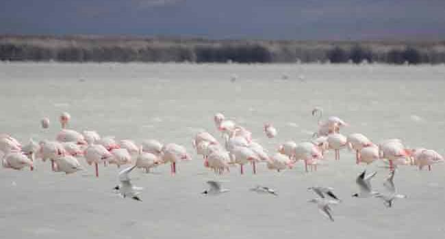 Flamingos flock to Turkeys Seyfe Lake