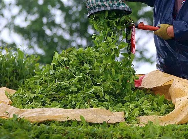 Turkish tea exports exceed $17.5 mln in first half