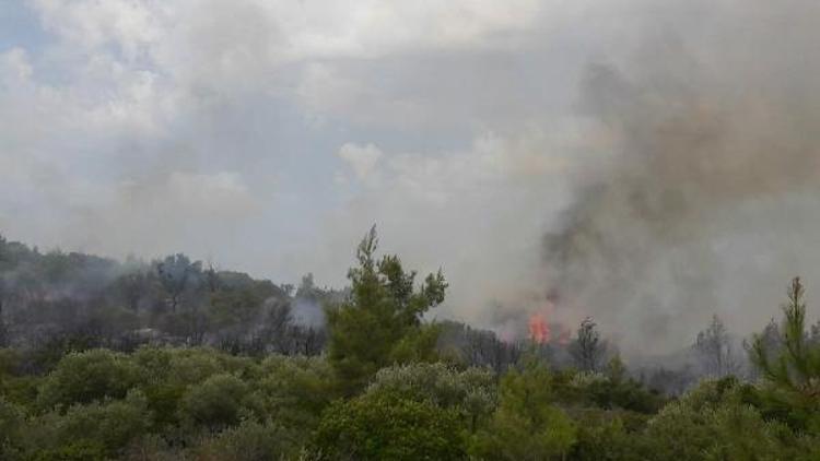 Son dakika Milas ta orman yangını çıktı Son Dakika Haberleri