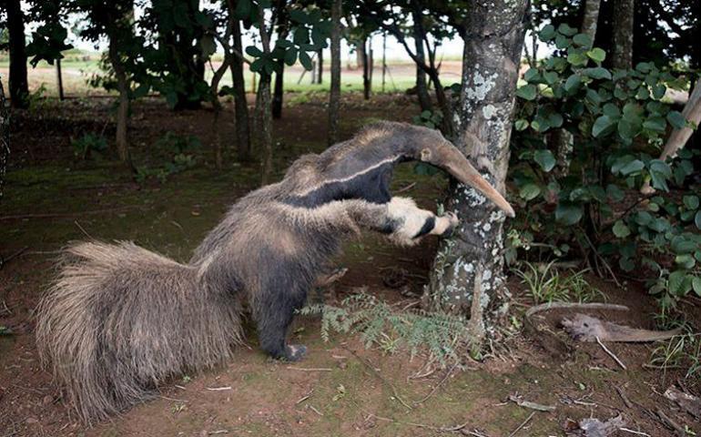 Winning wildlife photo likely stuffed animal