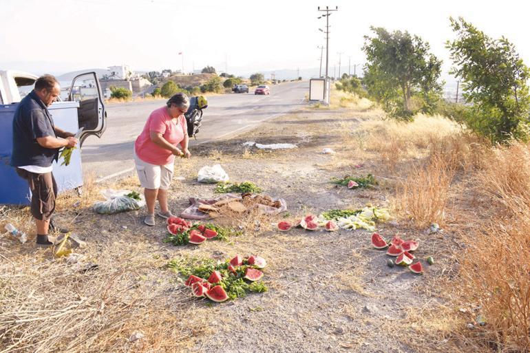 Bodrum locals feeding wild boars to keep them in forest