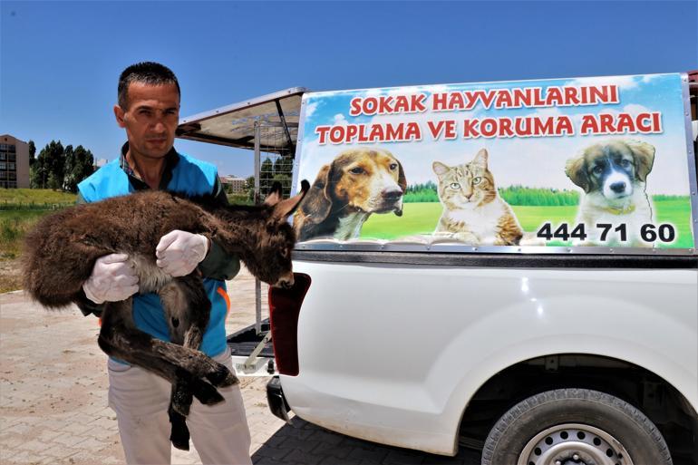 Abandoned baby donkey recovers after treatment in Turkey’s Van