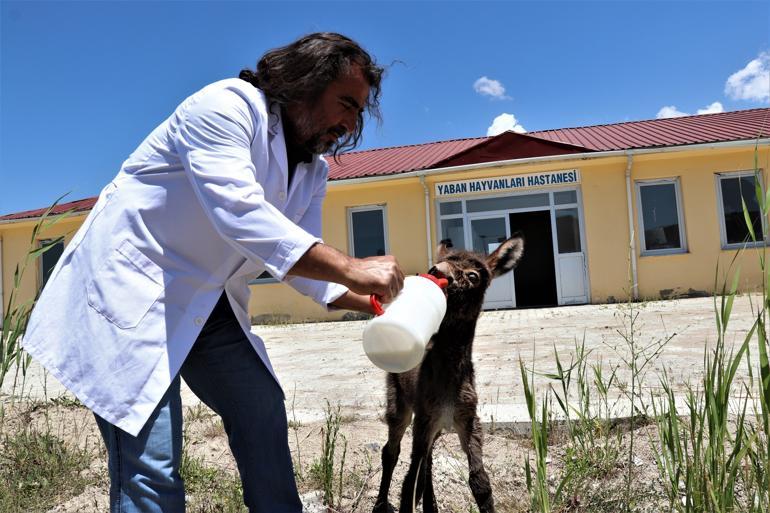 Abandoned baby donkey recovers after treatment in Turkey’s Van