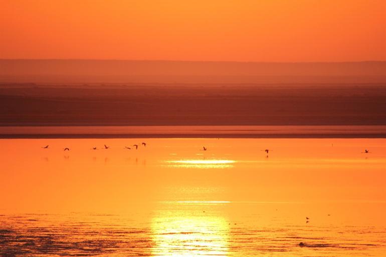 Visual feast of flamingos in Seyfe