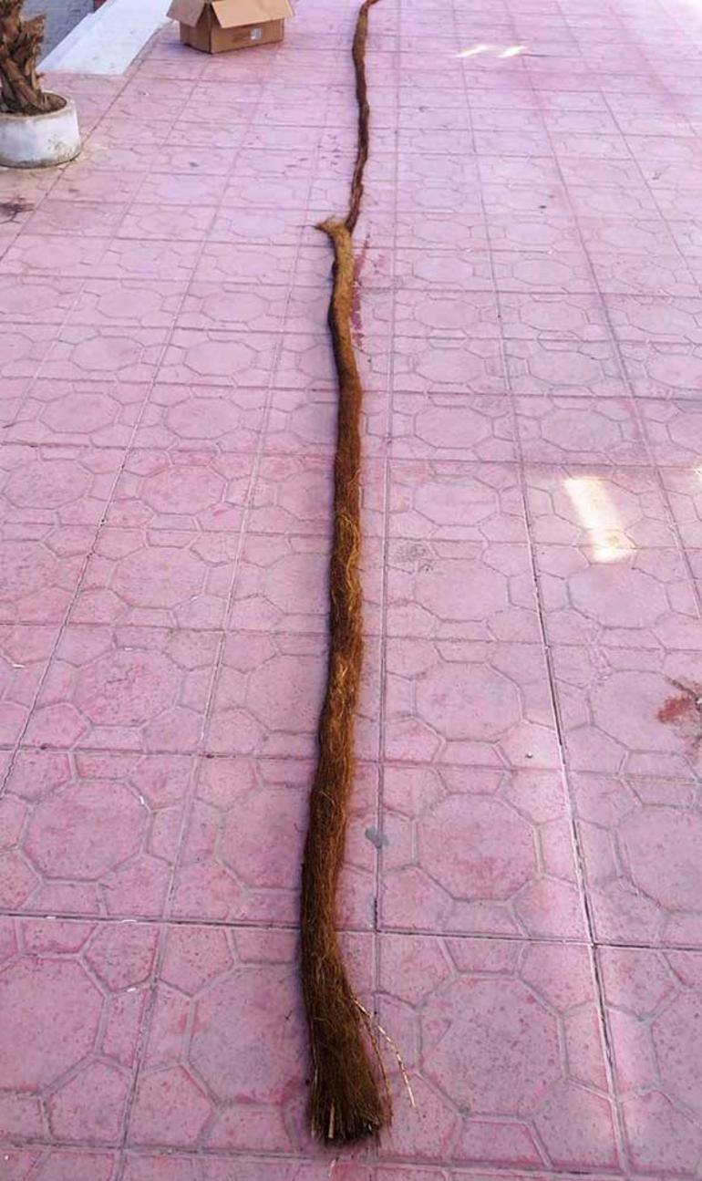 Tree grows seven meters inside water pipe in Turkey’s southeast