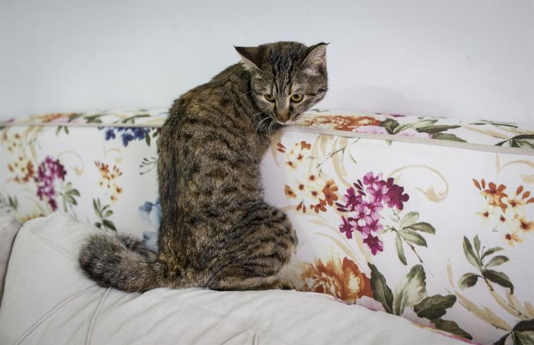 Cat without forelegs happy in her home