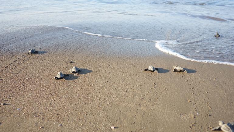 Caretta caretta record on Belek beach