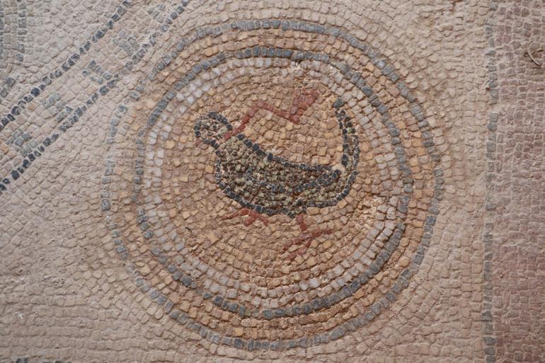 Zeugma-like mosaics found in Sinop