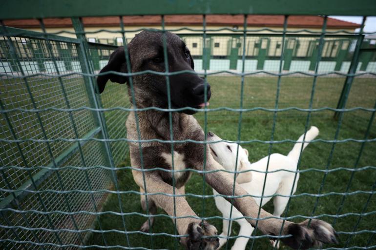 Purebred Turkish shepherd dogs in high demand