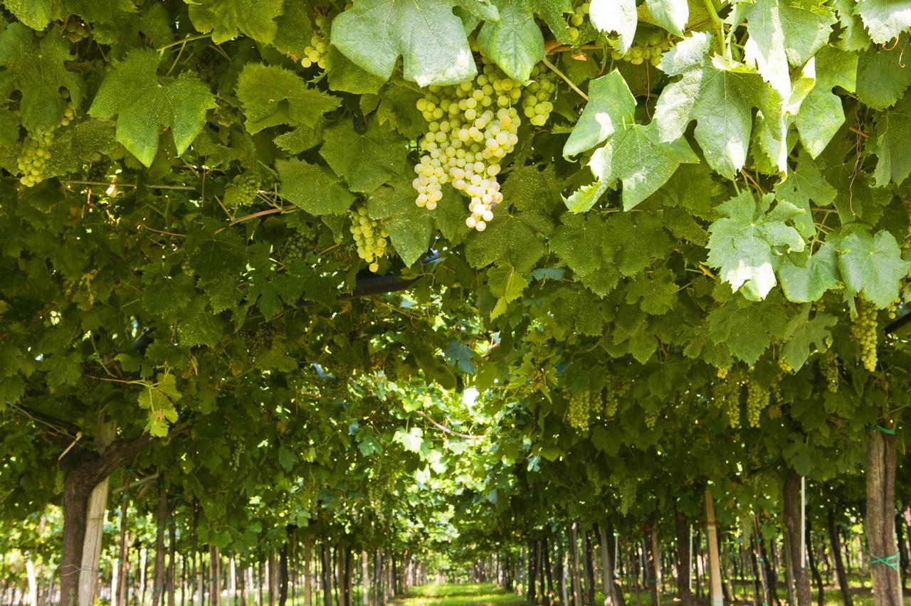 L’Italia torna ad essere il più grande produttore di vino al mondo