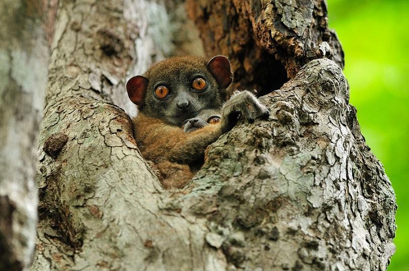 Madagaskar Gezi Rehberi