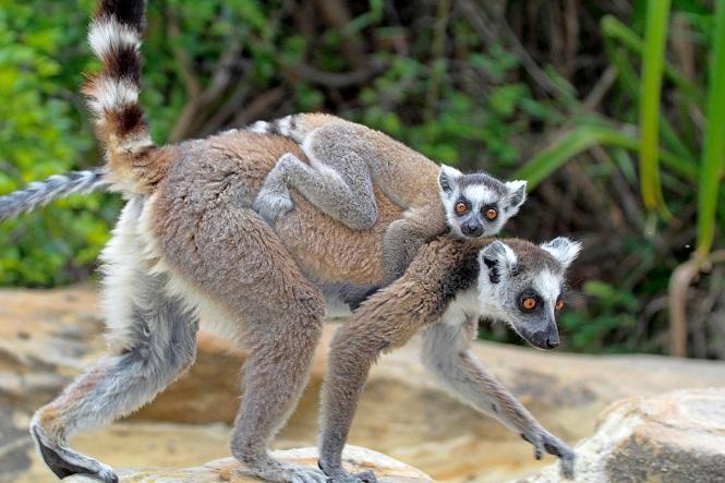 Madagaskar Gezi Rehberi