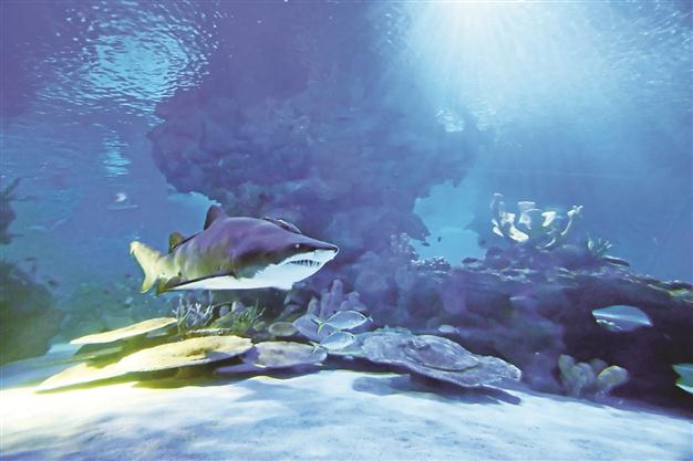 Istanbul Aquarium hosts new guests