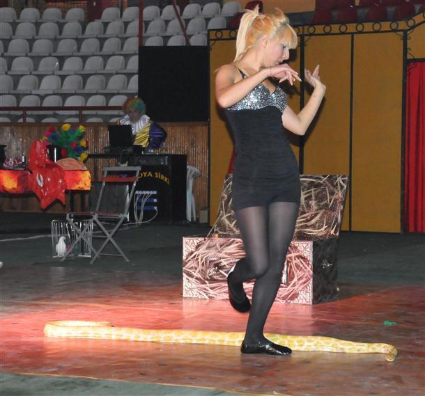 Circus python hibernates as act tours cold Anatolia
