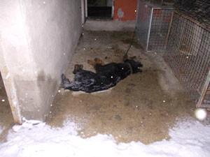 Activists furious as dog freezes in shelter
