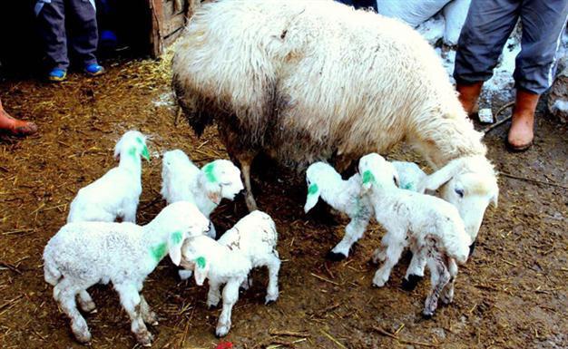 Sheep gives birth to sextuplet lambs in central Turkey