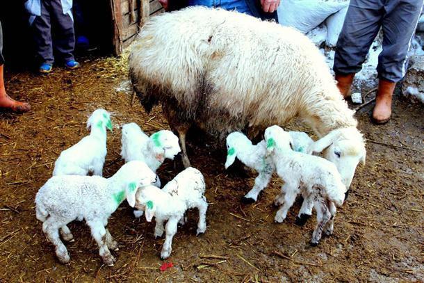 Sheep gives birth to sextuplet lambs in central Turkey