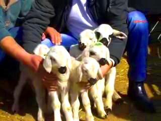 Sheep gives birth to sextuplet lambs in central Turkey