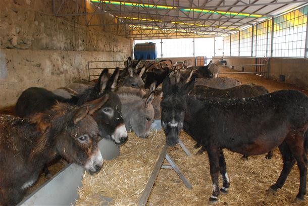 Turkeys first donkey farm to produce donkey milk