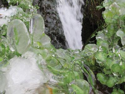 Aktepe, home of most famous tea