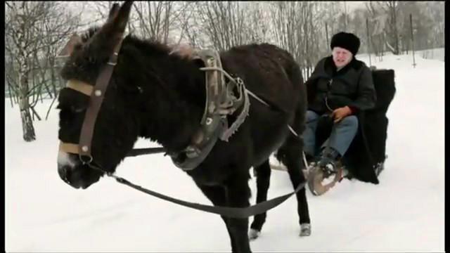 Donkey whipped as Russia poll campaign kicks off