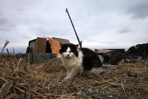 Ghost ship off Canada heralds arrival of tsunami debris