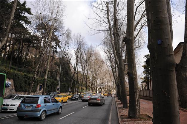 Healthy plane trees to be planted in Beşiktaş