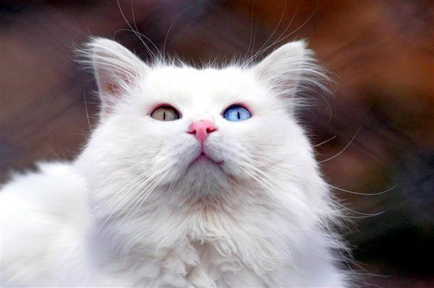 Van cats broadcast live 24 hours on Internet