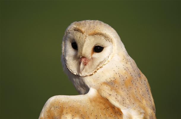 Hundreds of pet owls abandoned in Britain as Harry Potter craze fades