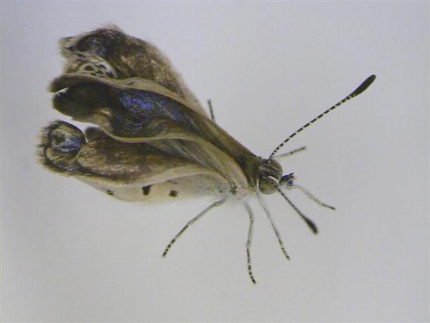 Fukushima caused mutant butterflies: scientists
