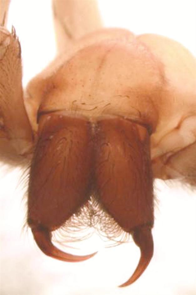 First eyeless huntsman spider discovered