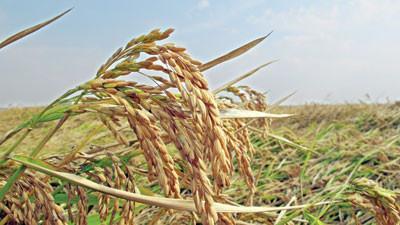 Rice harvesting season in Turkey’s northwest
