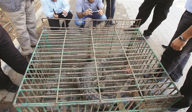 Crocodile captured in Gaza sewer