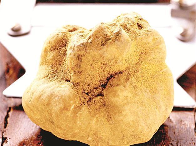 White truffles: The diamonds of the culinary world