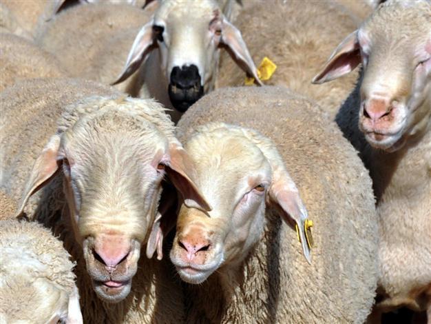 Shepherd faces fine for border crossing during search for lost sheep