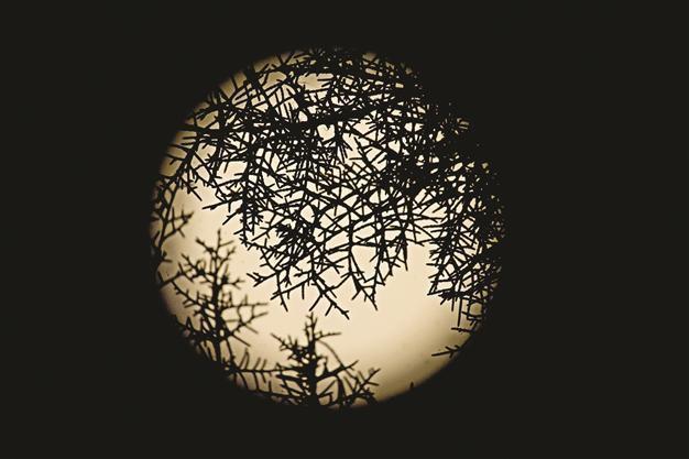 Moon not related to human psychology